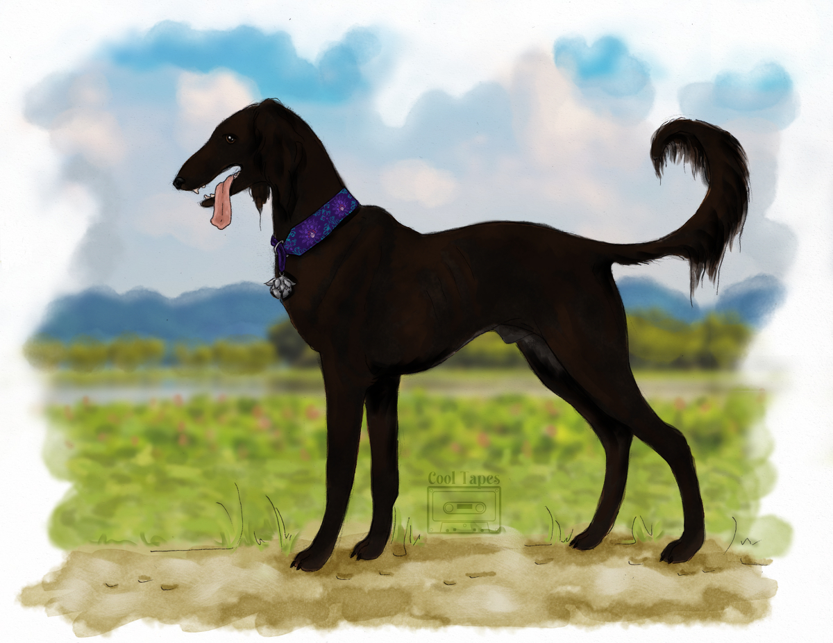 A drawing of a black sighthound  wearing an elaborate purple collar with a silver bell
